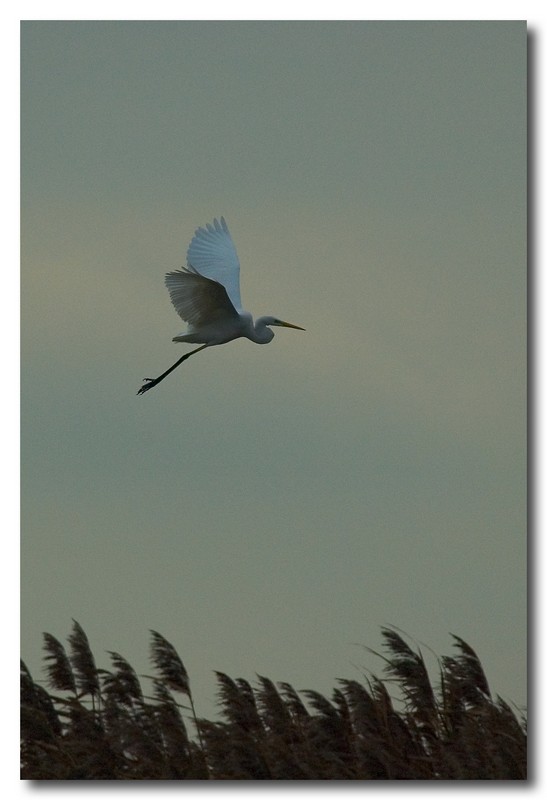 Airone bianco maggiore - Casmerodius albus